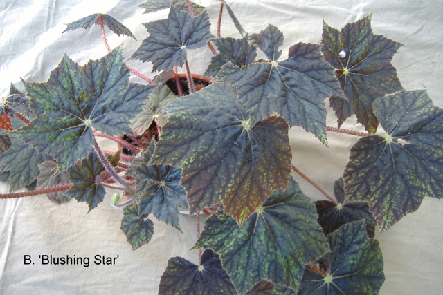 B. ‘Blushing Star’